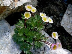1096_gletscherhahnenfuss.jpg