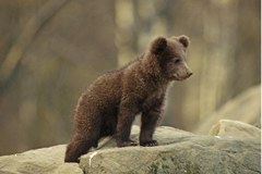 1195_Baer.jpg