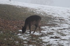 2500_Feldkirch.jpg