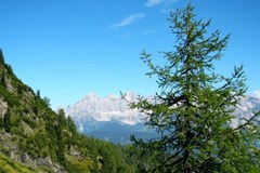 3121_Laerchenwickler.jpg