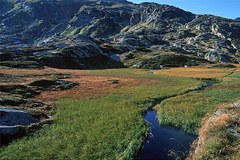 3598_Moor.jpg