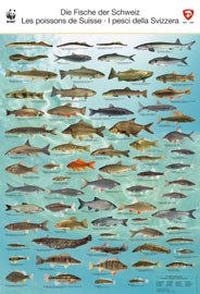441_Fischposter.jpg