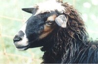 595_Steinschaf.JPG