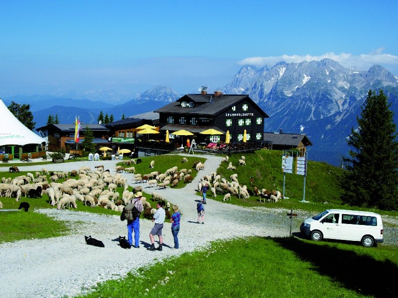 almlammprojekt_004.jpg