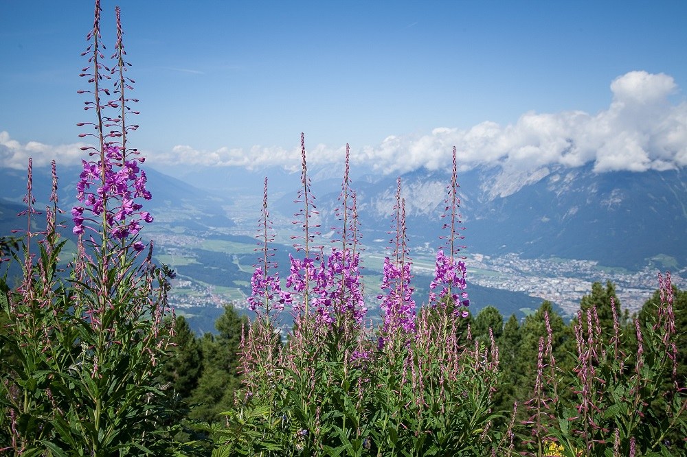 alpen-gruener_1_(c) pixabay.jpg