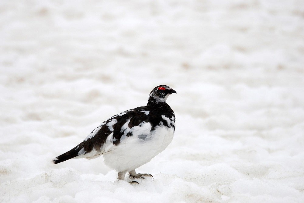 Alpenschneehuhn c Pixabay.jpg