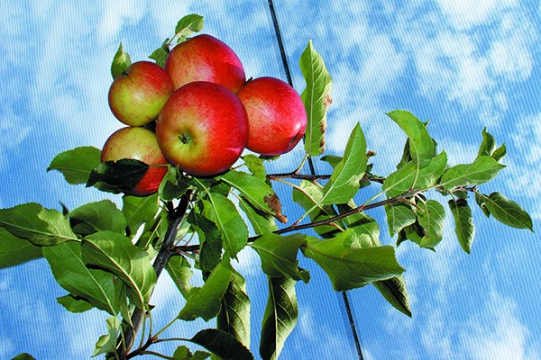 aM_äpfel_606432_original_R_K_B_by_Hermann Rohr_pixelio.jpg