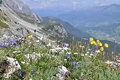 BBG_2.webp