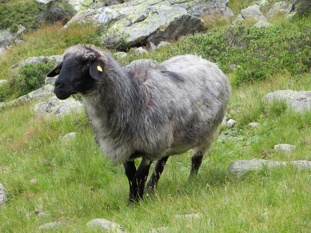 bu-glockner-2012-296.jpg