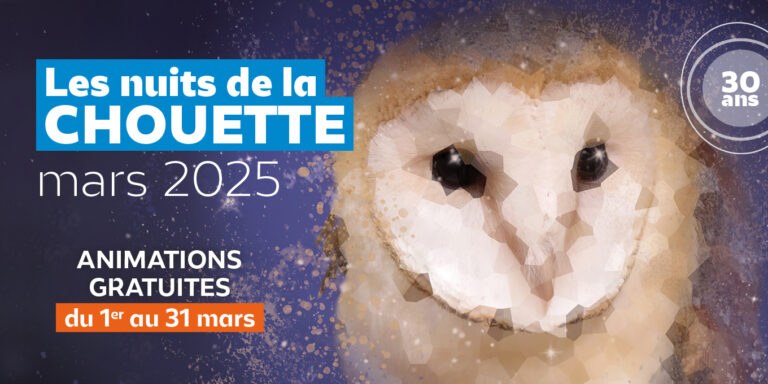 chouette.jpg