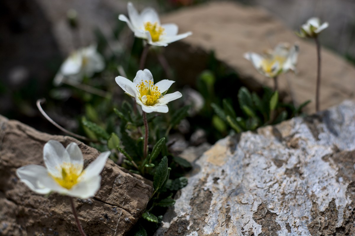 DSC_2094.jpg