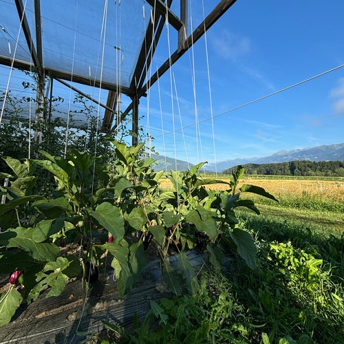 IMG 3700 web