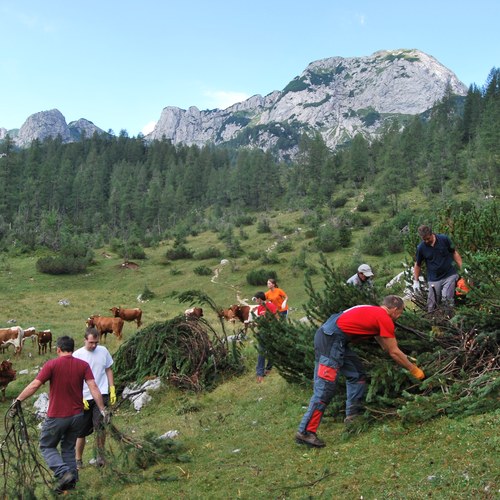 Trebljene zarasti na planini Velo polje