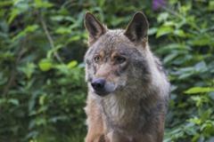 Prebivalci Švice za vrnitev volka Prebivalci Švice za vrnitev volka