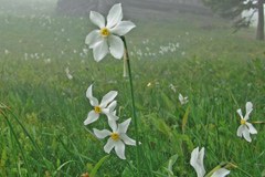Ohranjanje narcisnih travnikov v Karavankah Ohranjanje narcisnih travnikov v Karavankah