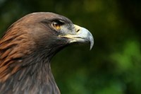 Planinski orli pri valjenju ne prav uspešni