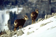 Izšla nova publikacija: Mountain Biodiversity and Climate Change
