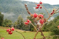Omrežje alpskih regij