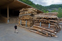 Lesna biomasa iz piemontskih gozdov: WWF že sprožil znak za preplah Lesna biomasa iz piemontskih gozdov: WWF že sprožil znak za preplah