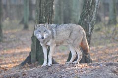 Veliki sesalci in ujede se vračajo v Alpe