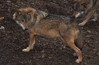 Alpska ekspedicija za ohranitev ekoloških omrežij