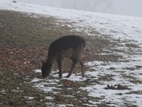 Predstavitev strokovnega mnenja o sporu v zvezi s škodo, ki jo v nemških gozdovih povzroča divjad
