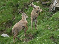 Narodni park Gran Paradiso: skrivnostni pogini mladih kozorogov