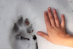 Prva celovita spletna stran o volkovih v Sloveniji Prva celovita spletna stran o volkovih v Sloveniji