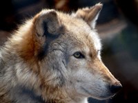 Švica: volk in Bernska konvencija na seznamu za odstrel?