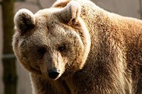 Stališča CIPRE: Pledoaje za mrtvega medveda