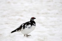 Izguba habitatov in spremenjene selitvene poti