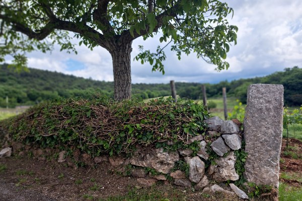 Kup kamenja ali dragocena dediščina? Anketa o suhozidni gradnji Kup kamenja ali dragocena dediščina? Anketa o suhozidni gradnji