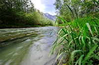 Za renaturacijo Rena teče naslednji krog
